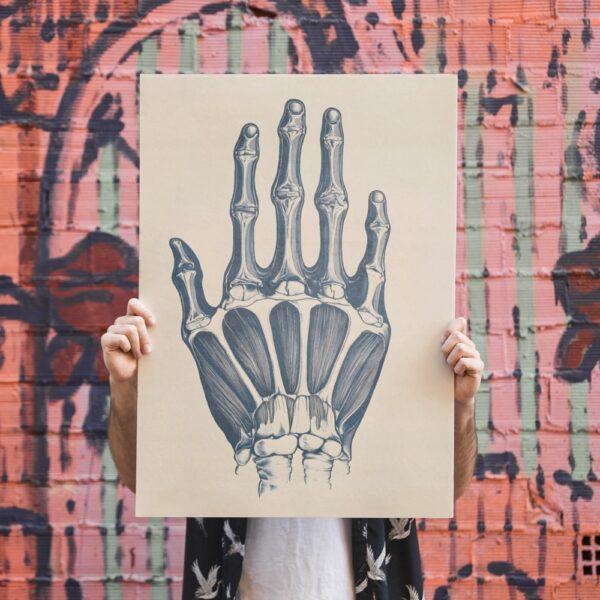 Detailed anatomical illustration of hand bones and muscles in monochrome – orthopedic wall art for doctors