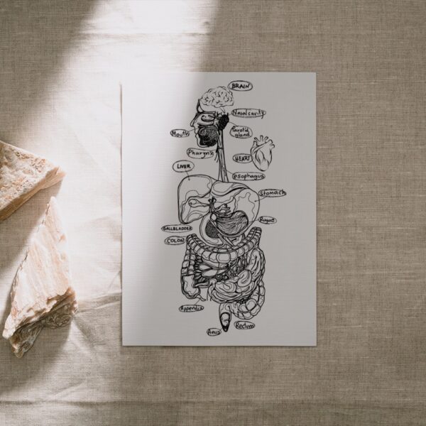 Black and white illustrated human digestive system poster with organ names labeled in handwriting style