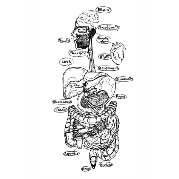 Black and white illustrated human digestive system poster with organ names labeled in handwriting style