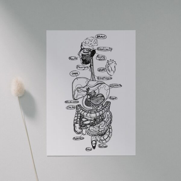 Black and white illustrated human digestive system poster with organ names labeled in handwriting style